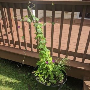 Meet your Posher, Tara